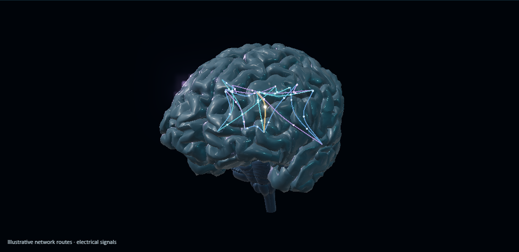 A still from the animation showing the brain and illustrative network connections.